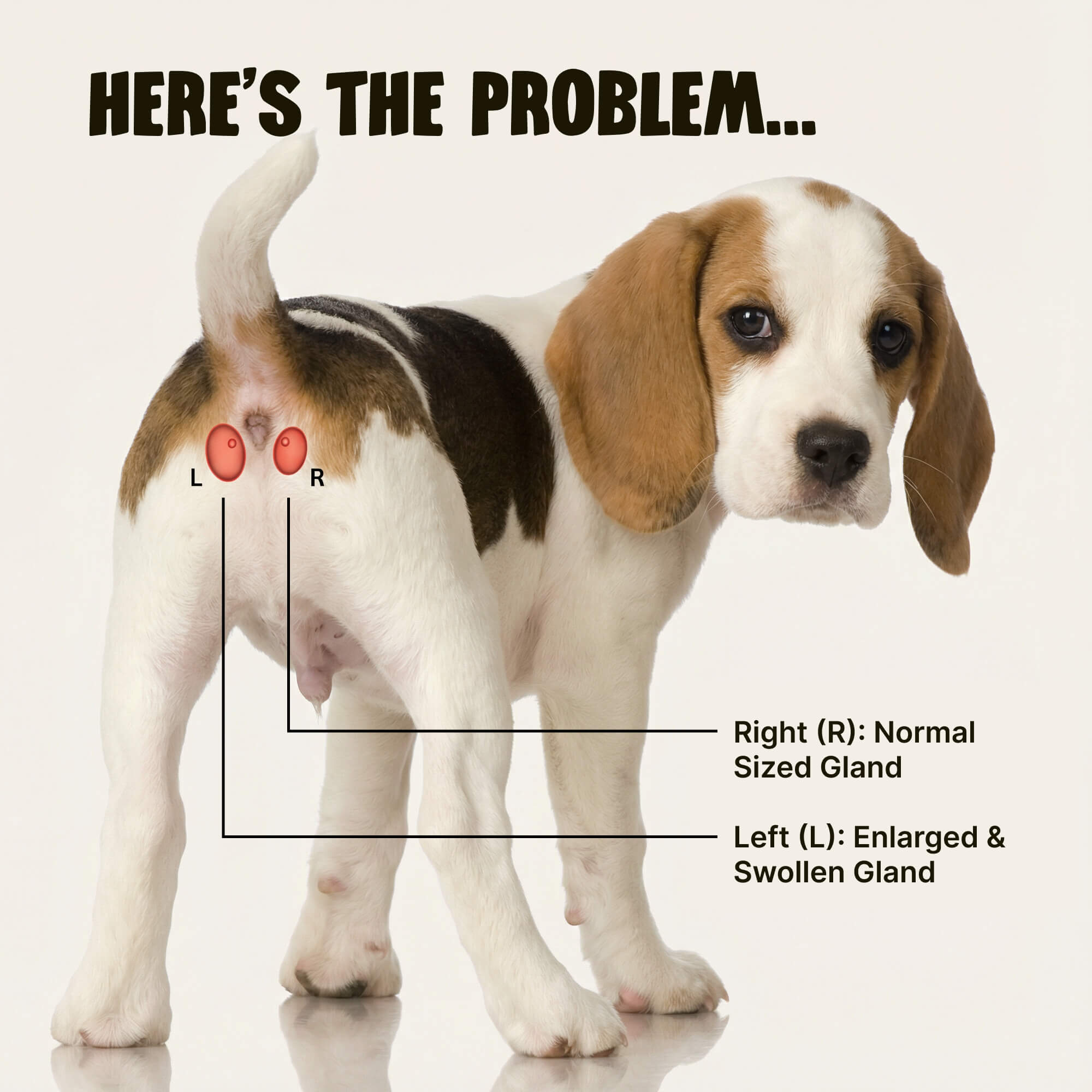 Dog Anal Gland Support Chews