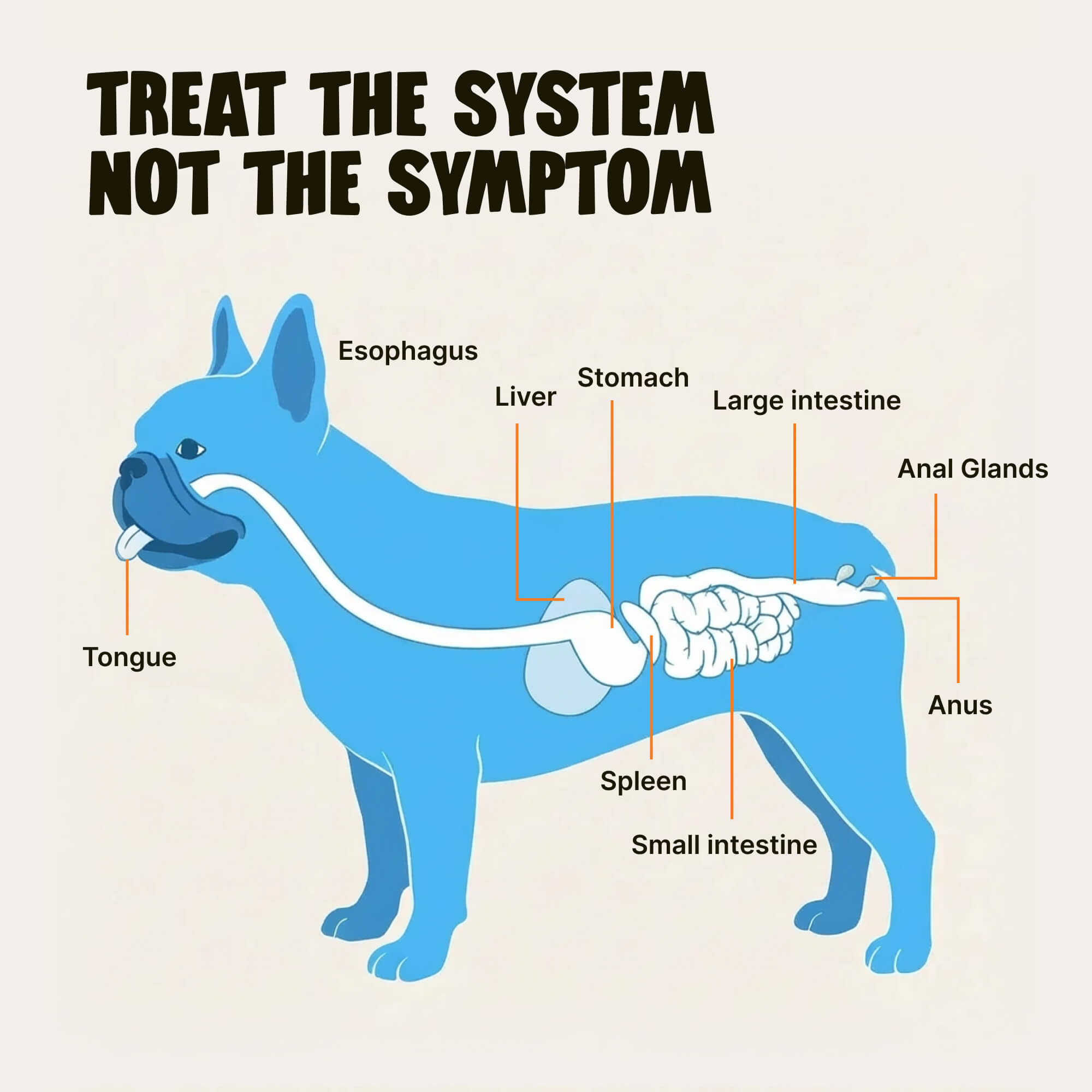 Dog Anal Gland Support Chews